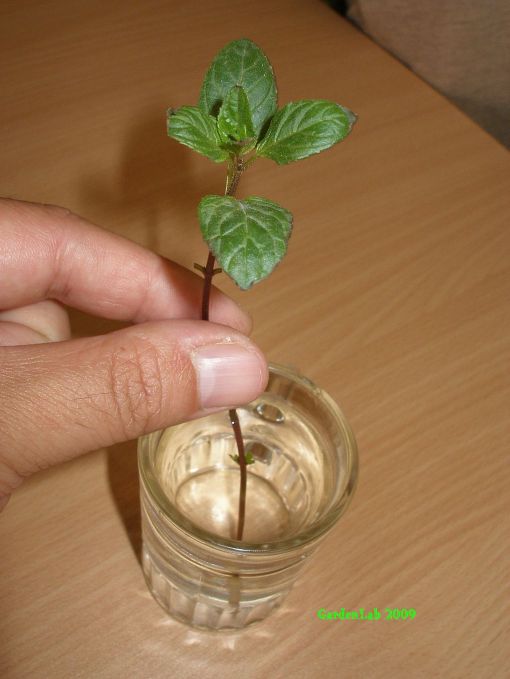 Chocolate Mint Cutting in a Glass of Water